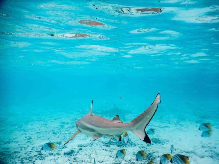 Bora Bora: Half-Day Lagoon Snorkelling Tour - The lagoon glides: changing colors from a circle-island boat trip