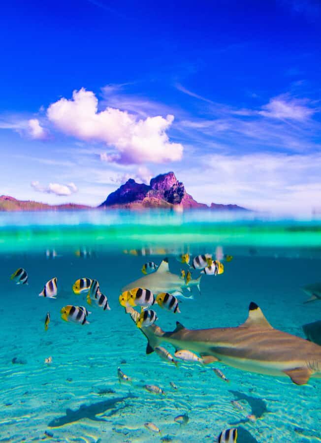 Bora Bora: Half-Day Lagoon Snorkelling Tour - Reef-edge sharks: the first underwater wow