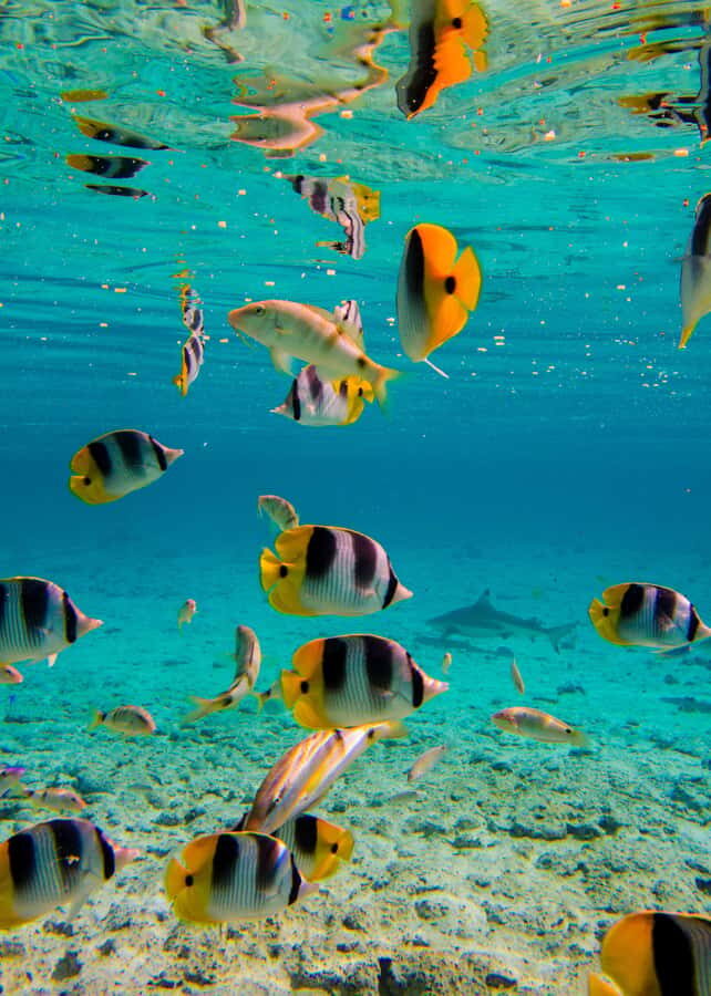 Bora Bora: Half-Day Lagoon Snorkelling Tour - Motu private island: fresh local fruit and a breather