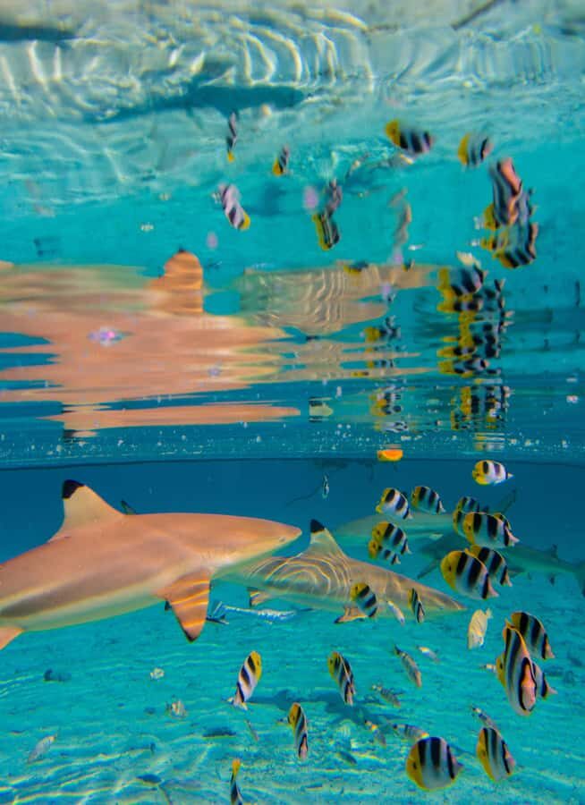 Bora Bora: Half-Day Lagoon Snorkelling Tour - Price and value: what $106 buys in 3 hours