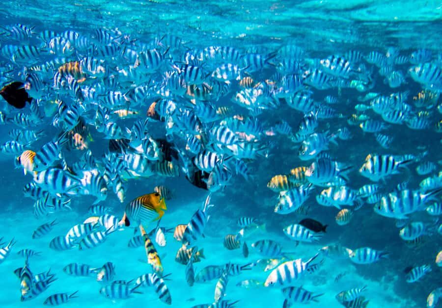 Bora Bora: Half-Day Lagoon Snorkelling Tour - Who should book this tour (and who might want a different option)