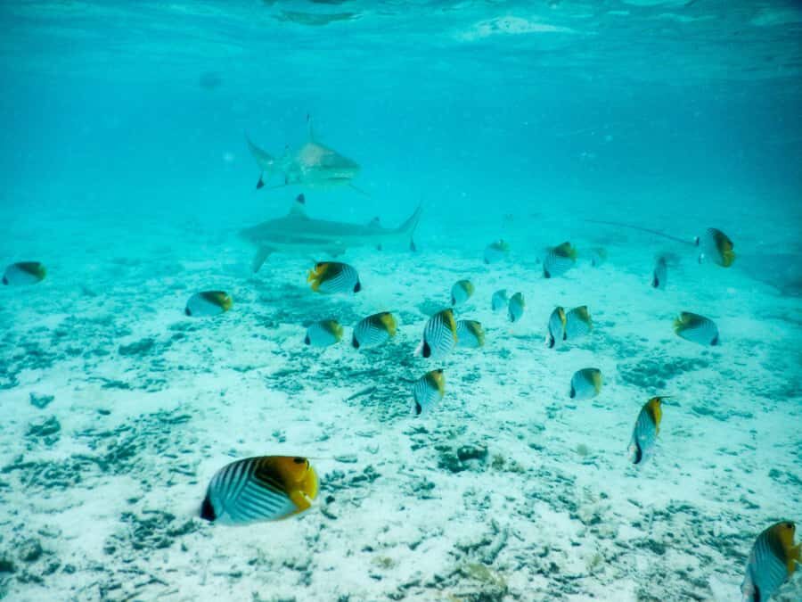 Bora Bora: Half-Day Lagoon Snorkelling Tour - Getting on board: Matira area vs. Vaitape timing