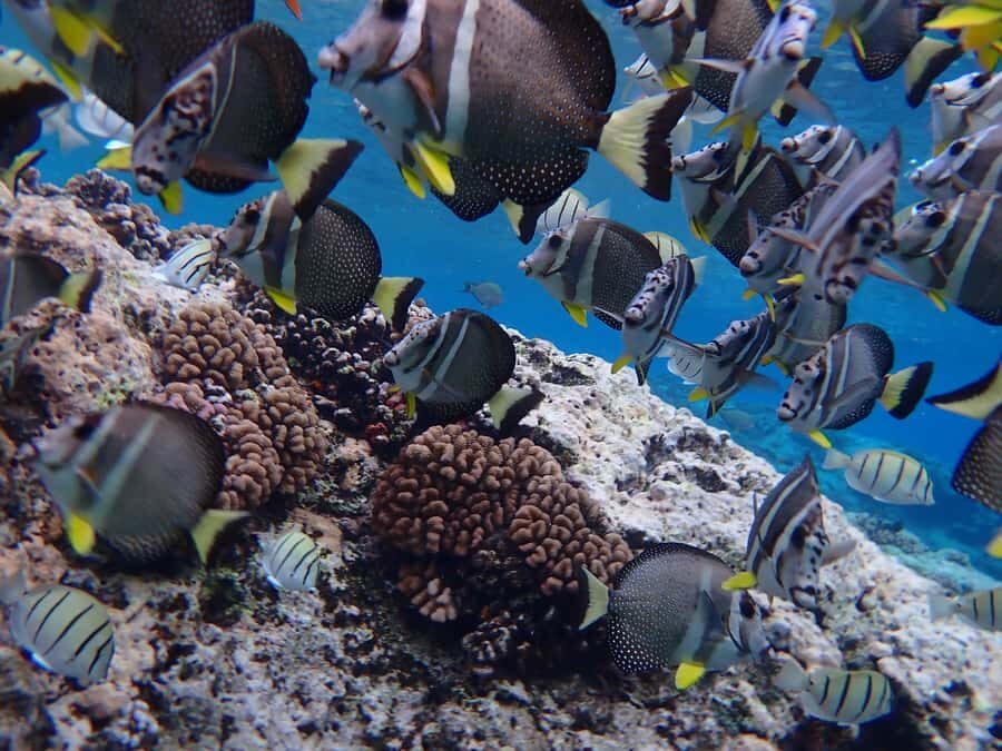 Bora Bora: Introductory Dive - Training first: how the instructor coaching makes this feel doable
