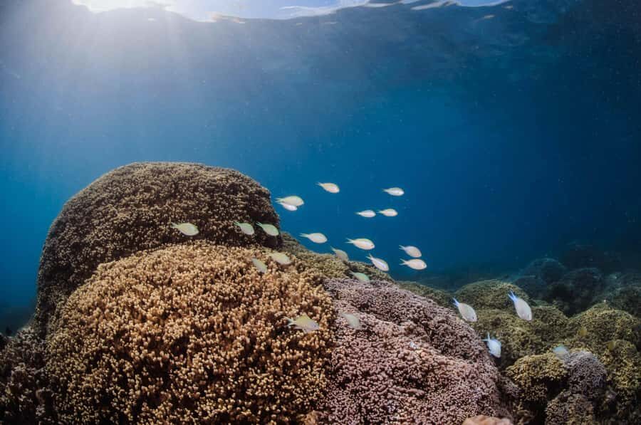Bora Bora: Introductory Dive - Timing: a two-hour plan that fits Bora Bora days