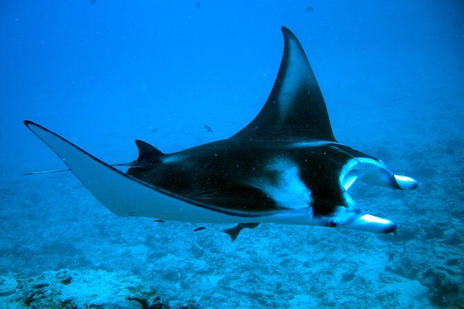 Bora Bora Jet Ski Tour, & Eco Shark / Ray Snorkel Cruise - Should You Book This Bora Bora Jet Ski and Shark/Ray Snorkel Combo?