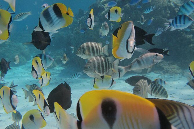 Bora Bora Lagoon Snorkeling Tour by Private Boat - The outer reef shark stop: seeing wildlife without bait