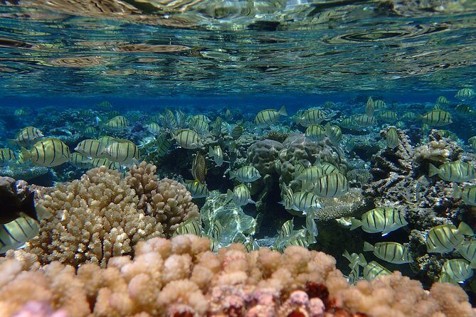 Bora Bora Lagoon Snorkeling Tour by Private Boat - Being comfortable on a private boat (and why it affects your snorkeling)