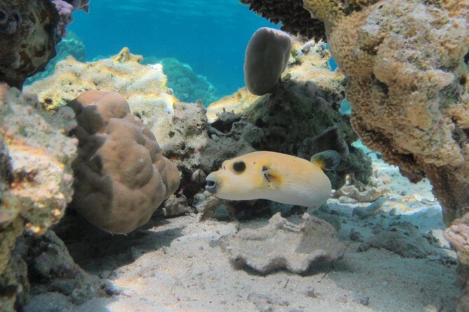Bora Bora Lagoon Snorkeling Tour by Private Boat - Who should book this Bora Bora private snorkeling tour