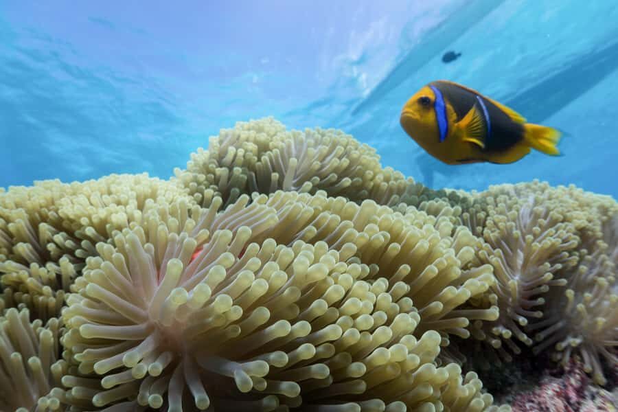 Bora Bora: Lagoon Tour and Snorkeling Experience - Key things I think you’ll remember