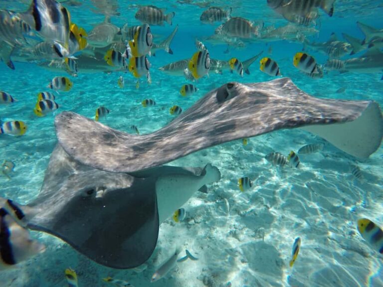 Bora Bora: Lagoon Tour and Snorkeling Experience - The itinerary that actually makes sense: stingray, coral garden, then sharks