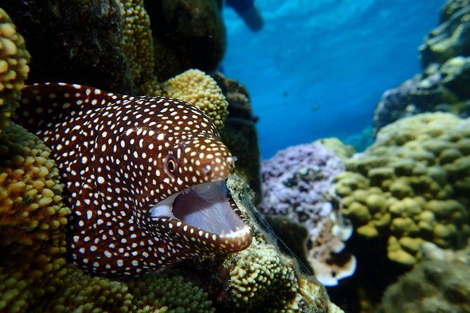 Bora Bora: Luxury Private Half Day Snorkeling Tour - Ladder entry and fitness reality check