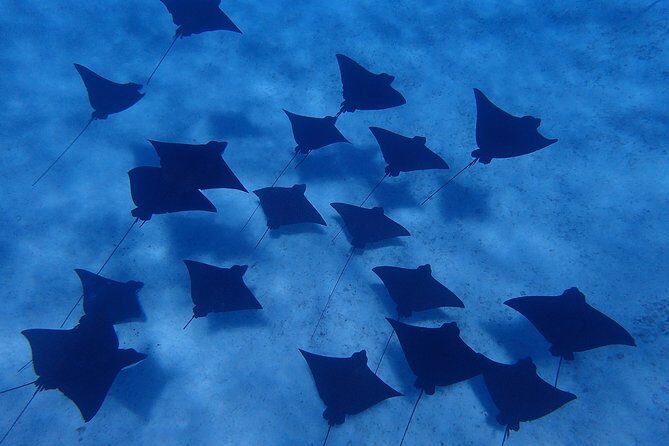 Bora Bora: Luxury Private Half Day Snorkeling Tour - Guides, pacing, and the details that shape your experience
