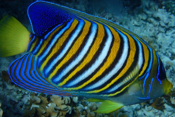 Bora Bora: Luxury Private Half Day Snorkeling Tour - Wildlife spotting: manta rays, eagle rays, coral gardens, and more