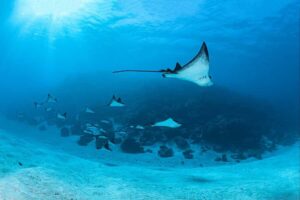 Bora Bora: Morning 2 tank dive for certified divers - Getting there from your hotel: pickup plus a fast boat run