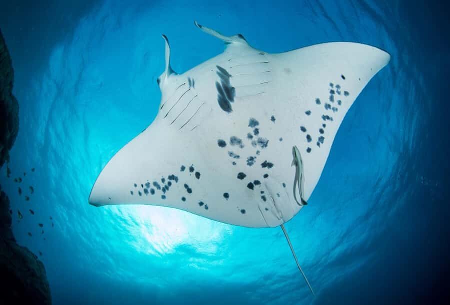 Bora Bora: Morning 2 tank dive for certified divers - Tank one in the lagoon: where rays often show up