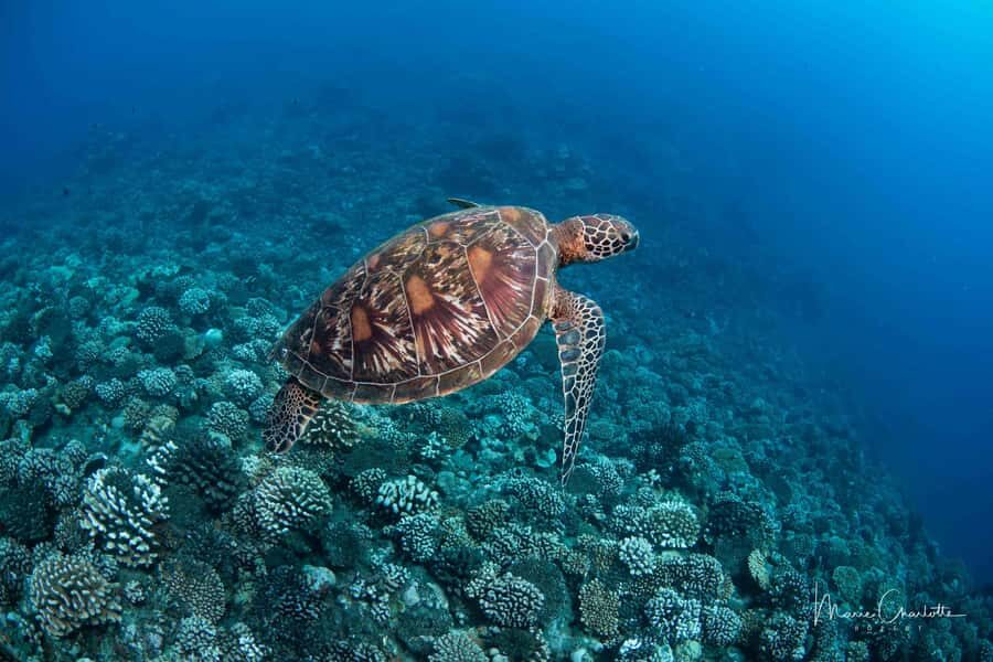 Bora Bora: Morning 2 tank dive for certified divers - Between tanks: the real break is the reset