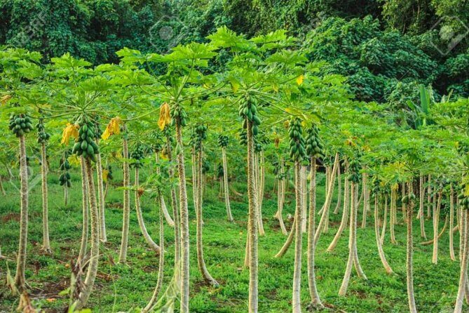 Bora Bora Off-Road Sightseeing Tour - Faanui Valley fruit plantations and a pareu workshop you can actually see
