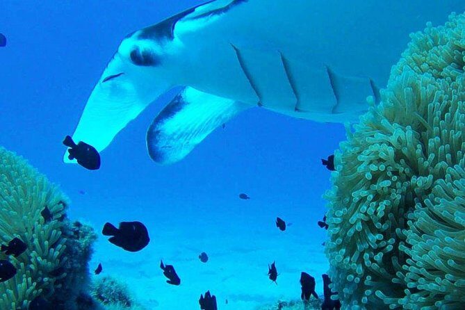 Bora Bora Private Lagoon Tours - Who this private lagoon tour is best for