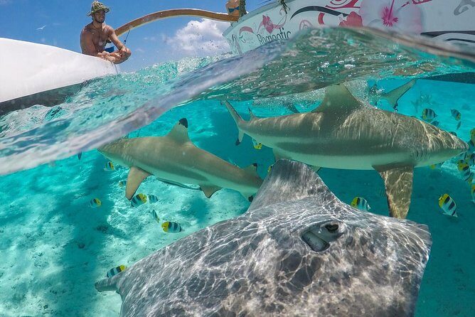 Bora Bora Snorkel Cruise by Polynesian Outrigger Canoe with BBQ Island Lunch - Key highlights to know before you go