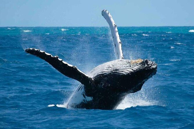 Bora Bora Whale Watching - Key highlights to know before you go