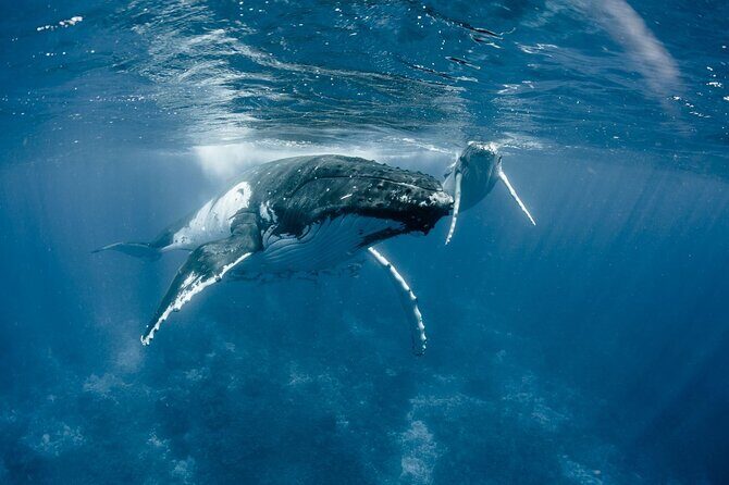 Bora Bora Whale Watching - Inside the small 26-foot inflatable boat plan