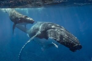 Bora Bora Whale Watching - Private-party attention and the small-group reality