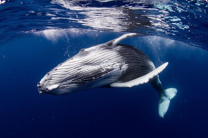Bora Bora Whale Watching - When the whales are close enough to change your day