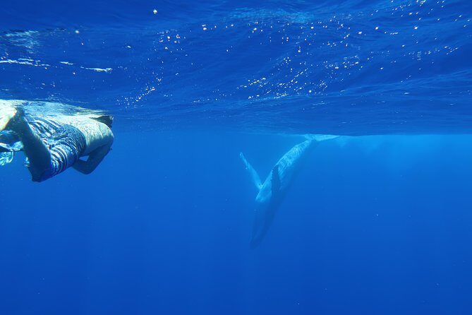 Bora Bora Whale Watching - Price and value: what $309.73 buys you