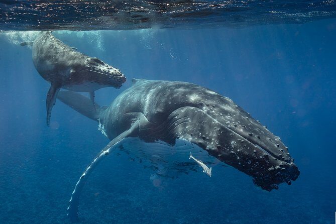 Bora Bora Whale Watching - Private-party attention and the small-group reality