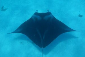 Combo Diving and Snorkeling Full Day Tour - A 7-Hour Day: What the Schedule Feels Like