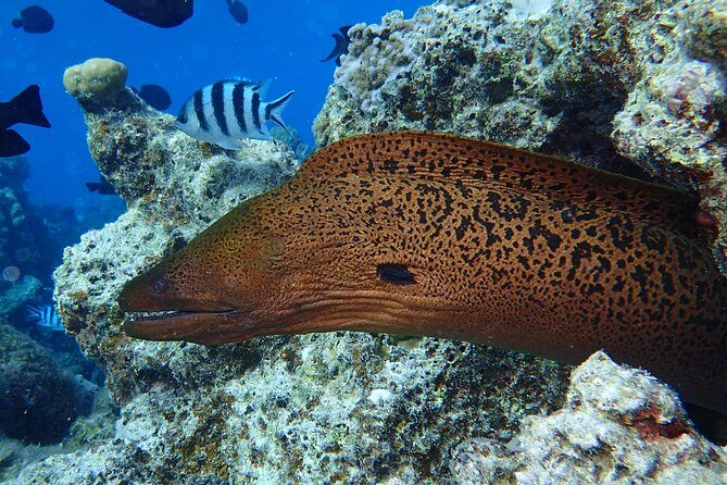 Combo Diving and Snorkeling Full Day Tour - Who This Tour Suits Best (and Who Might Skip It)