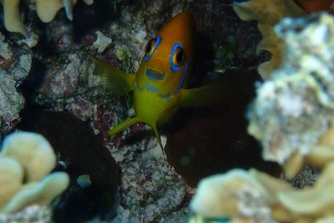 Combo Diving and Snorkeling Half-Day Tour - The gear and comfort details that make it feel easy