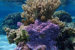Combo Diving and Snorkeling Half-Day Tour - How the 3.5-hour format plays out on the water