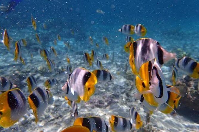 Combo Diving and Snorkeling Half-Day Tour - Marine-life expectations in Bora Bora: mantas and more