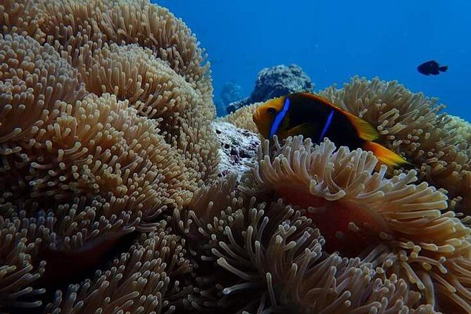Combo Diving and Snorkeling Half-Day Tour - Timing, pickup, and what the morning feels like