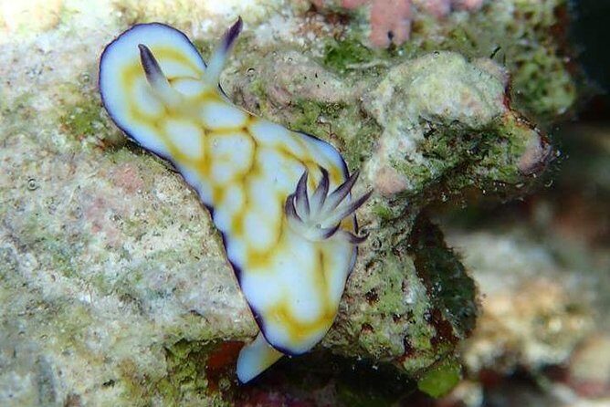 Combo Diving and Snorkeling Half-Day Tour - Price and logistics: why $950 for up to 2 can make sense