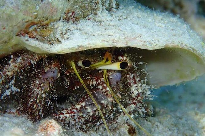 Combo Diving and Snorkeling Half-Day Tour - Who this Bora Bora combo tour fits best