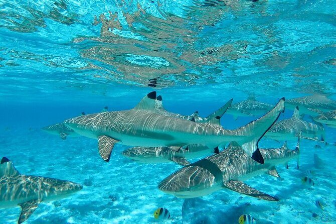 Combo snorkeling + motu lunch + jet ski group tour full day - Stop 3: Sharks in a Guided Swim Route