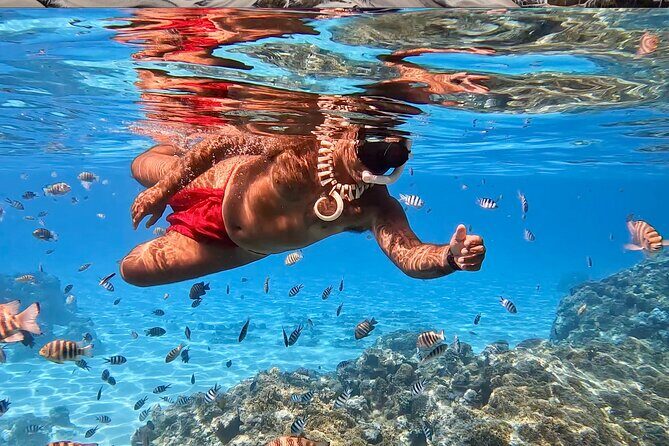 Crazyseahorseborabora Comfortable boat , sensational snorkeling . - The snorkeling payoff: sharks, rays, coral gardens, and reef fish
