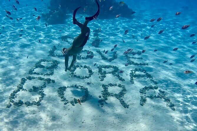 Crazyseahorseborabora Comfortable boat , sensational snorkeling . - Who this snorkeling tour suits best (and who should think twice)