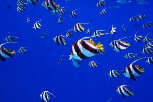 Discover the Beauty of Polynesian Waters by Boat and Snorkeling - The Boat Ride Along the Tahitian Coast: What It Sets Up