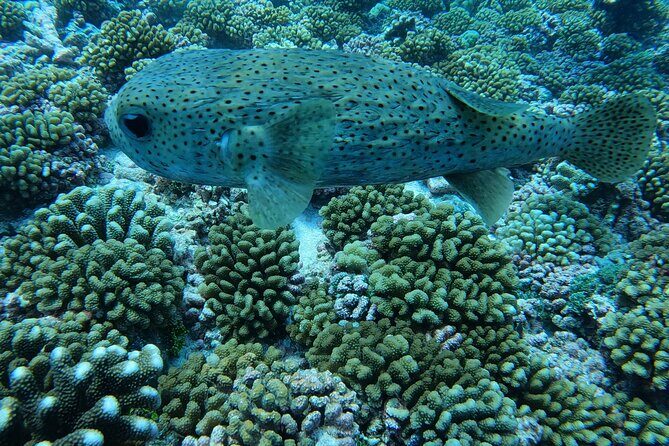 Discover the Beauty of Polynesian Waters by Boat and Snorkeling - Moving to the Aquarium Zone: Wrecks, Sand, and Fish