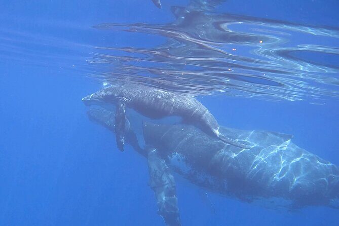 Discover the Beauty of Polynesian Waters by Boat and Snorkeling - What You’ll See: From Turtles and Rays to That Lucky Whale Moment