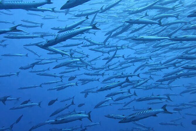 Discover the Beauty of Polynesian Waters by Boat and Snorkeling - Equipment, Safety, and the Monitor’s Role on This Snorkel Tour