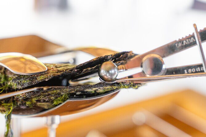 Discover the black pearl in Bora Bora - Getting to Motu Taufarii: Boat Transfer With a Real Timeline