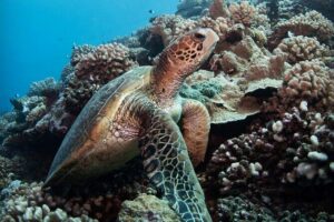 Diving day - The crew’s real strengths: gear setup, safety focus, and ear-care help