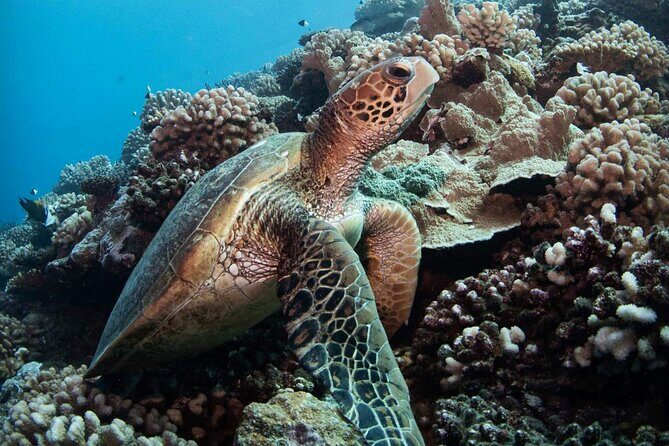 Diving day - The crew’s real strengths: gear setup, safety focus, and ear-care help