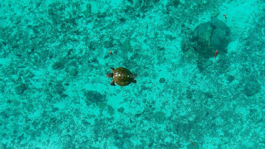 E-Board private tour of Moorea lagoon - The photos and drone option: how you get real souvenirs