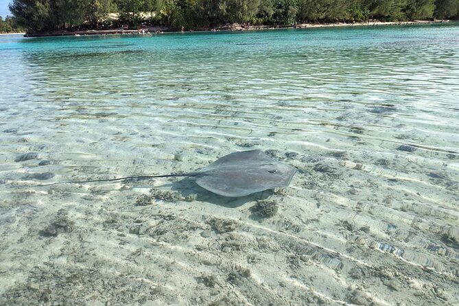 Eco guided excursion to the lagoon of Moorea in a transparent kayak Afternoon 2h - Who Should Book This Lagoon Kayak Tour (and Who Might Hesitate)