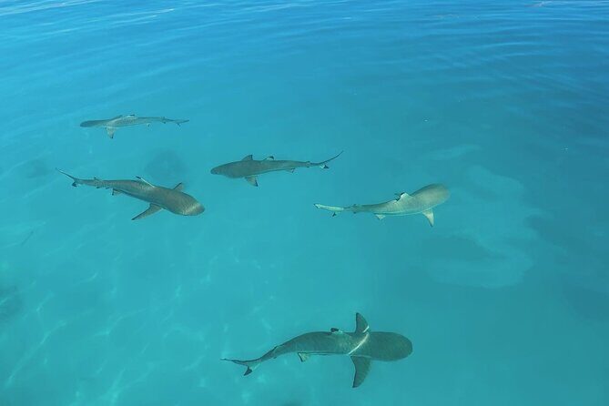 Excursion The Blue Lagoon and Reef Island - A Full-Day Rangiroa Remix: Dolphins, Snorkel Time, Reef Island, Blue Lagoon